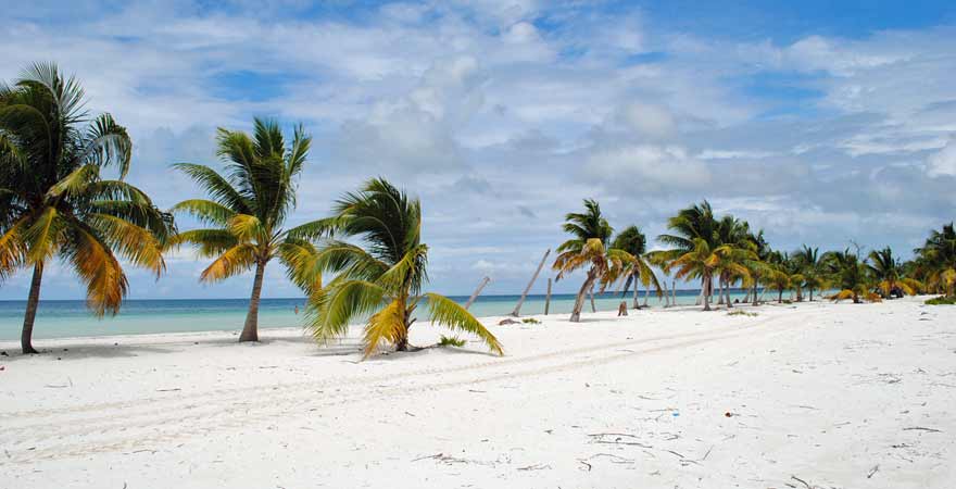 Palmen auf Cayo Blanco in Kuba