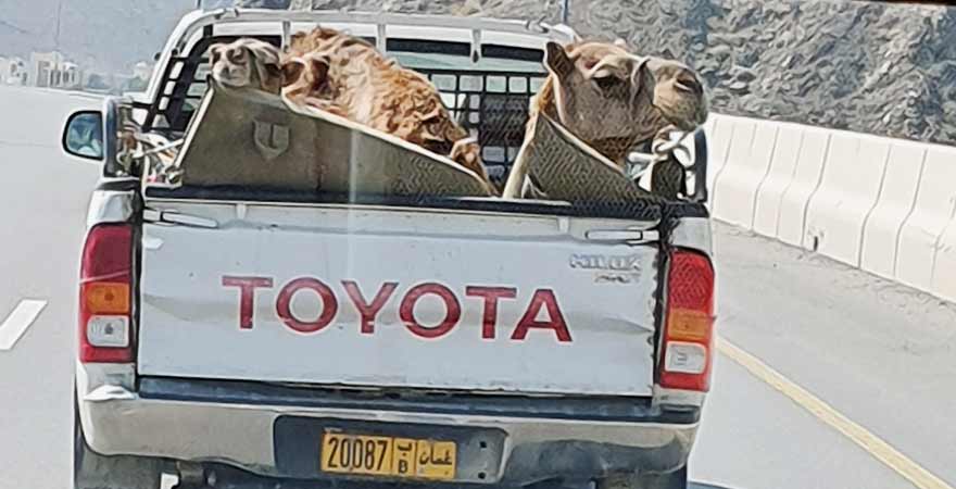 Kamele im Auto im Oman
