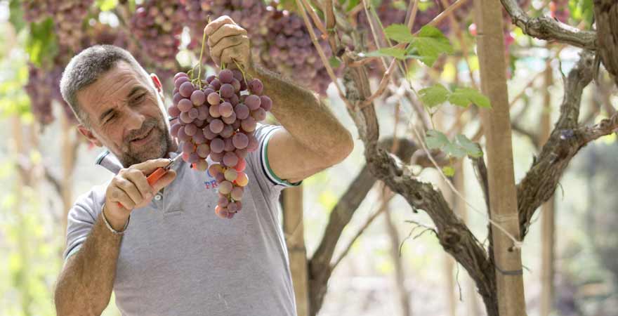 Weinlese in Italien