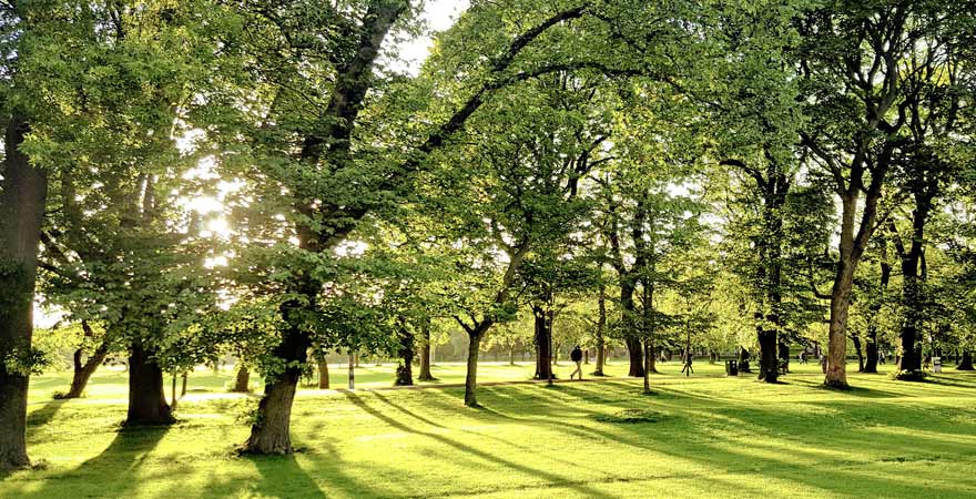 Park mit Bäumen