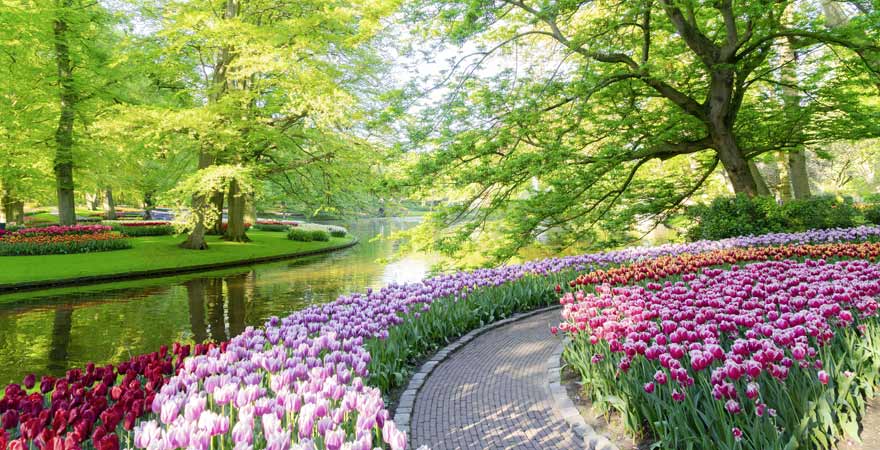 Tulpen in Keukenhof in den Niederlanden