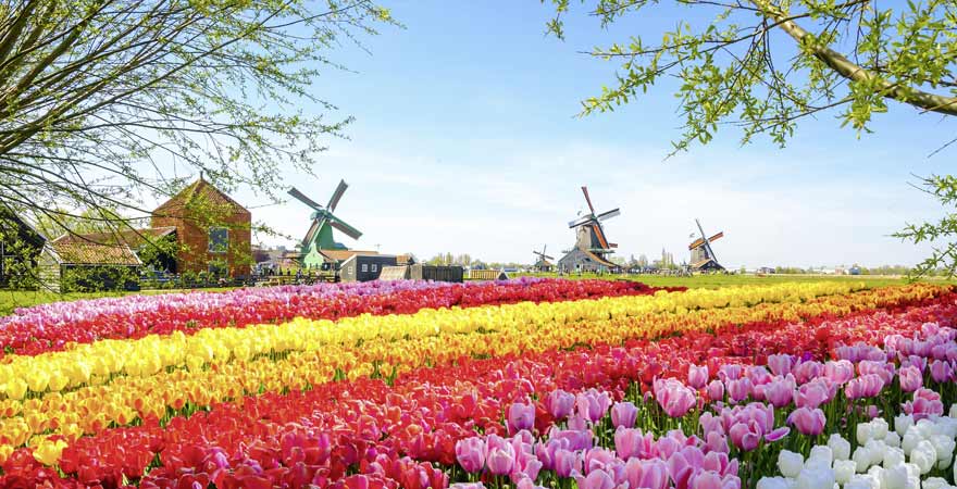 Tulpen und Windmühle in Zaanse Schans in den Niederlanden
