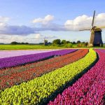 Windmühle und Tulpen in den Niederlanden