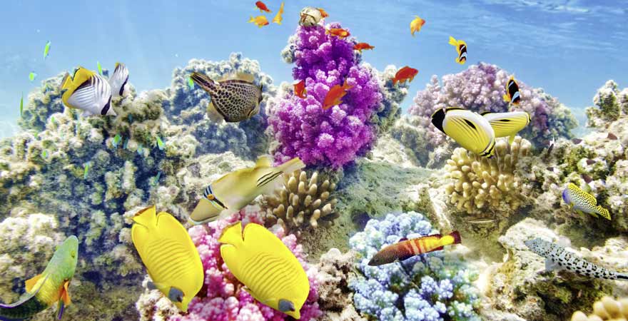 Buntes Korallenriff auf den Malediven