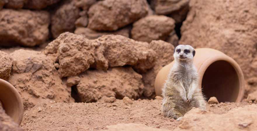 Erdmännchen im Zoo