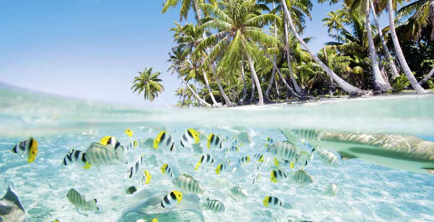 Fische an der Küste der Malediven