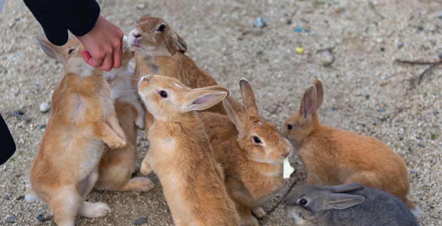 Kaninchen auf der Haseninsel in Japan