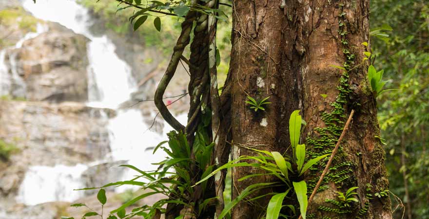 Lampi Wasserfall in Khao Lak