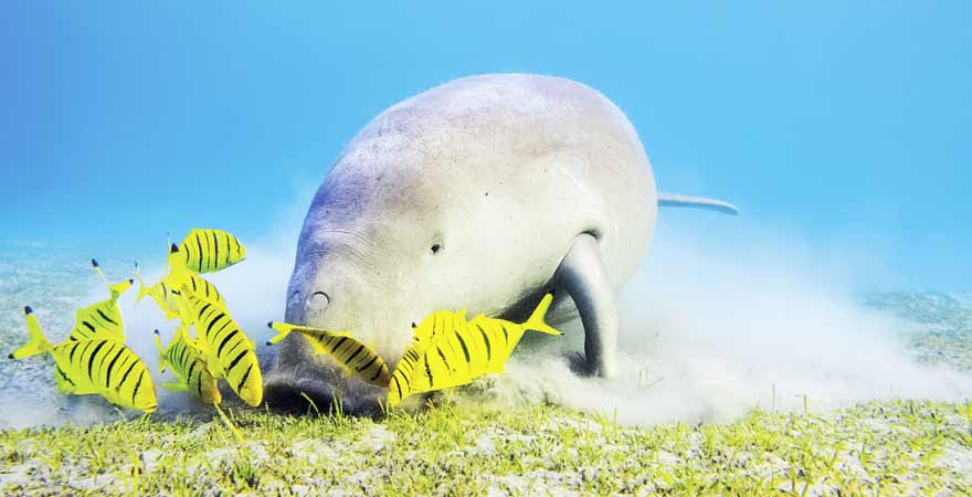 Manatee im Wasser