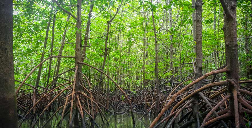 Mangroven in Phang Nga in thailand