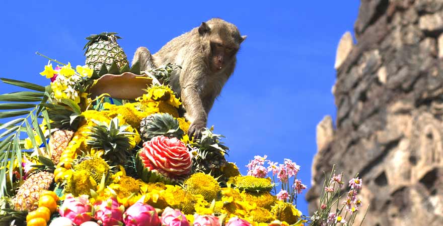 Monkey Buffet Festival