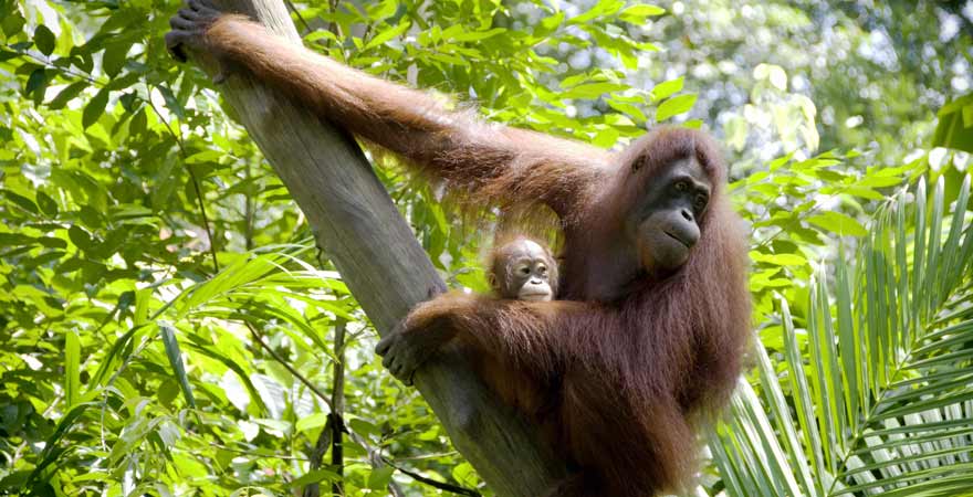 Orang Utan
