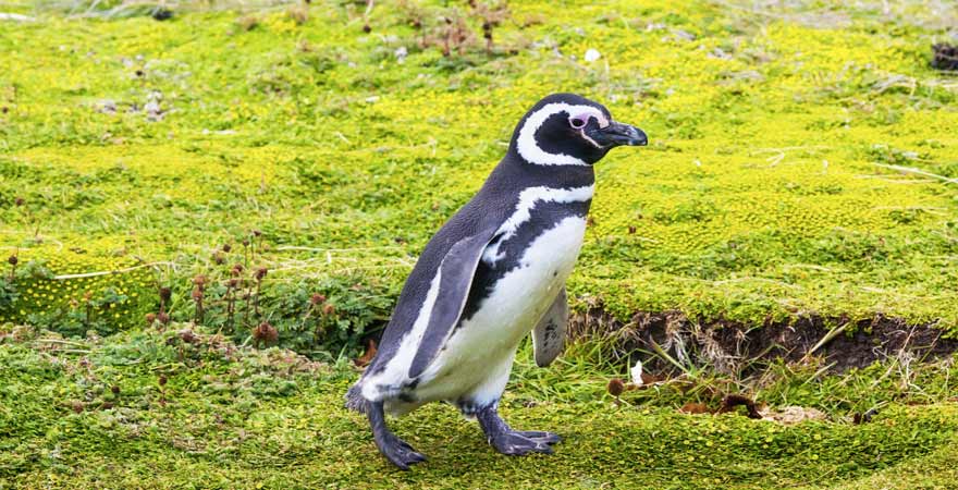 Pinguin
