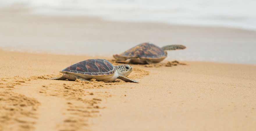 Schildkröten an einem Strand