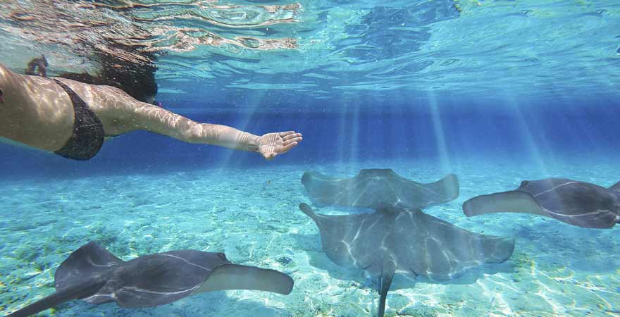 Schnorcheln mit Mantarochen