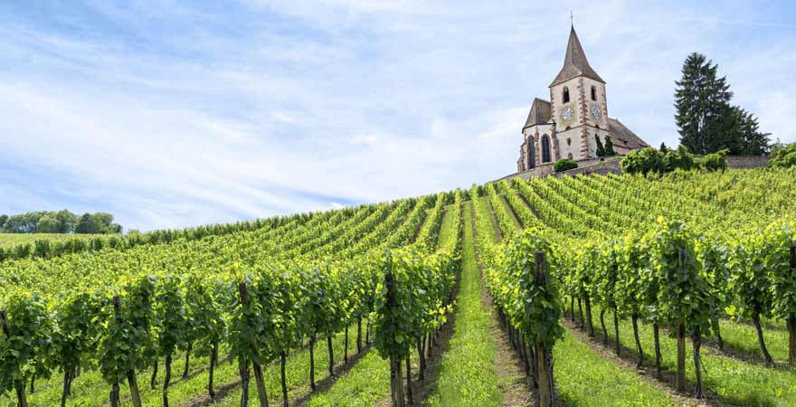 Weinberg im Elsass in Frankreich