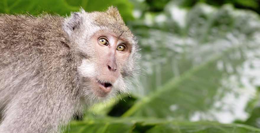 Affe in Thailand