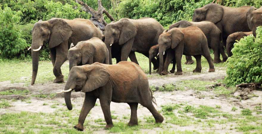 Chobe Nationalpark in Botswana