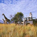 Giraffen auf Safari in Südafrika