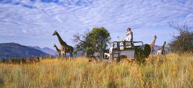 14 spektakuläre Orte für eine Safari