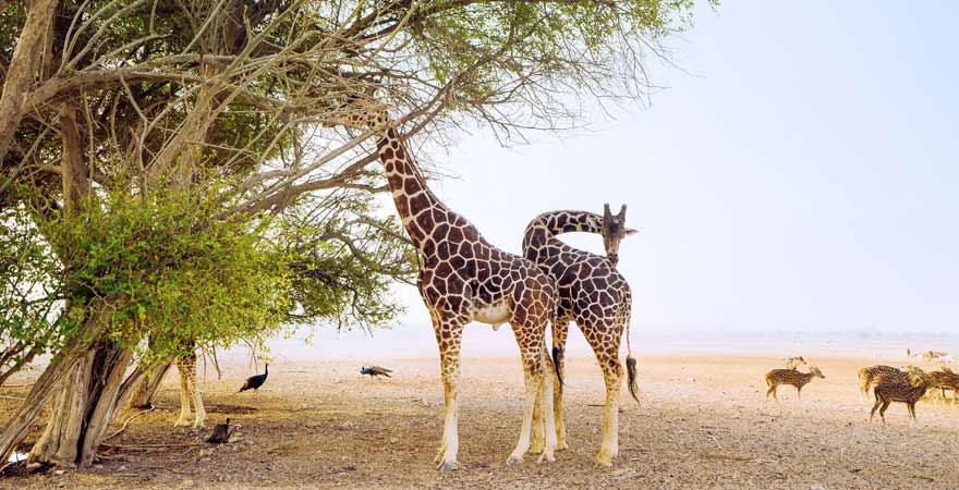 Giraffen imSir Bani Yas in Abu Dhabi