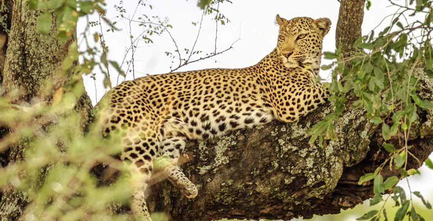 Leopard