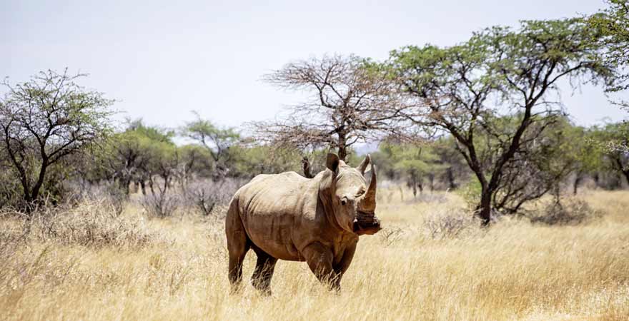Nashorn im Krüger Nationalpark in Südafrika