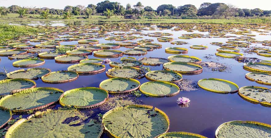 Panantal in Brasilien