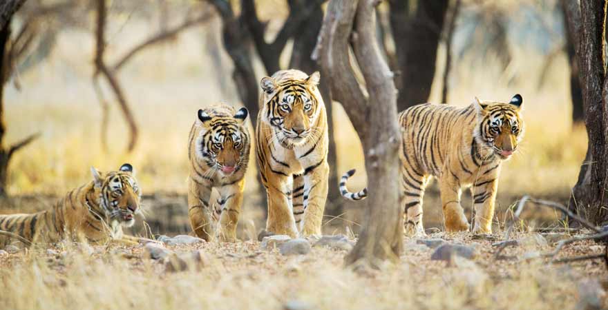 Tiger in Indien