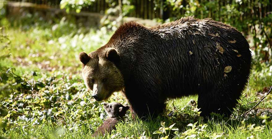Braunbär