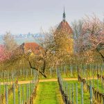 Geilweilerhof an der deutschen Weinstraße in der Pfalz