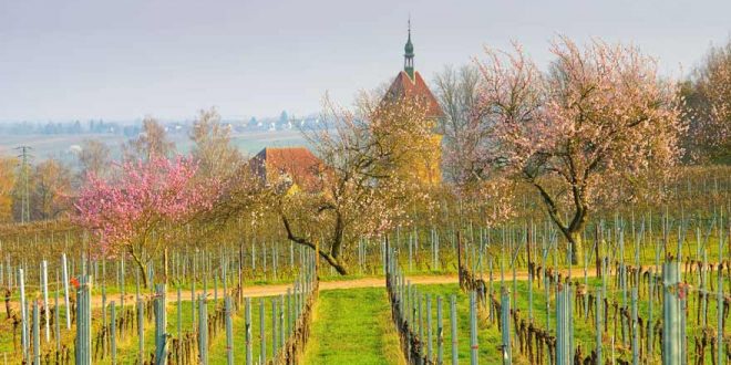 Farbenpracht und Lebenslust – Tipps für euren Frühlingsurlaub in Deutschland
