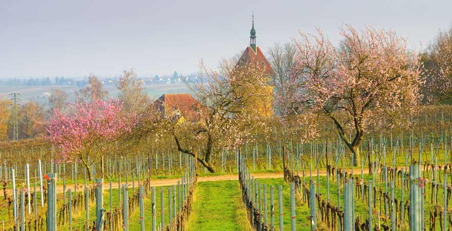 Geilweilerhof an der deutschen Weinstraße in der Pfalz