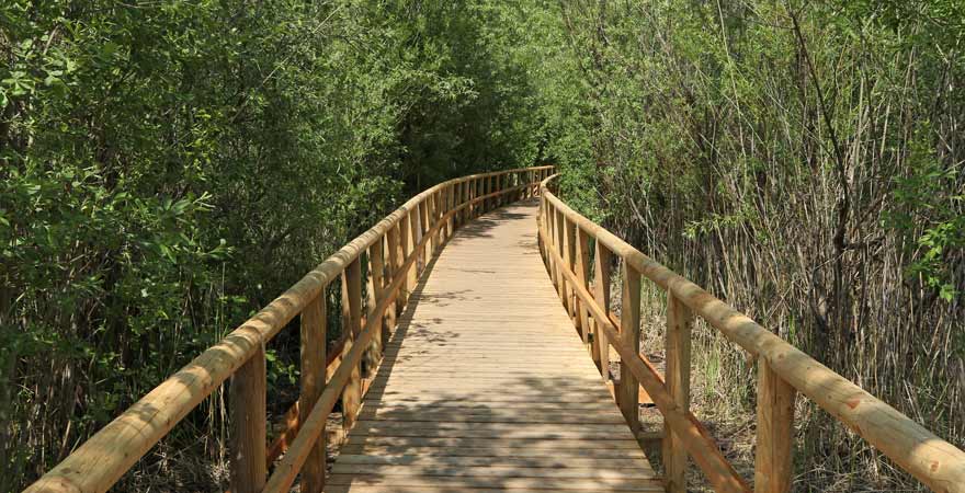 Holzbrücke im Müritz Nationalpark