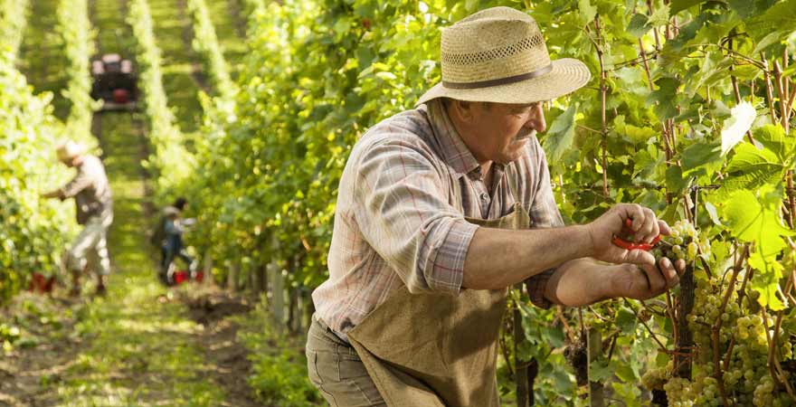 Mann bei der Weinlese