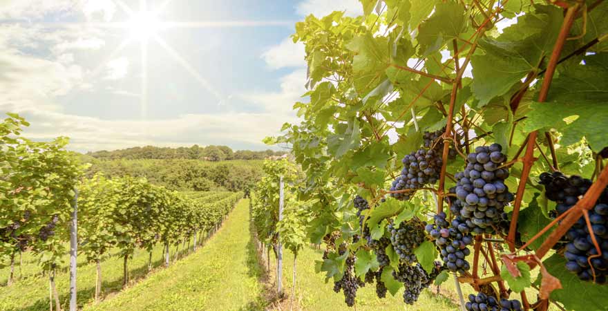 Rote Weintrauben an einem Weinberg