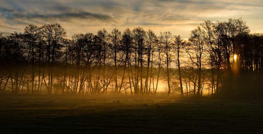 Sonnenaufgang am Müritz Nationalpark Wanderweg