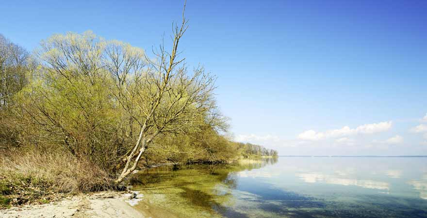 Ufer eines Sees im Müritz Nationalpark
