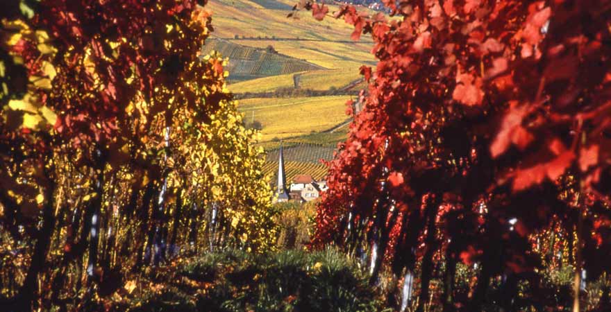 Weinberge im Herbst an der Südlichen Weinstraße in der Pfalz