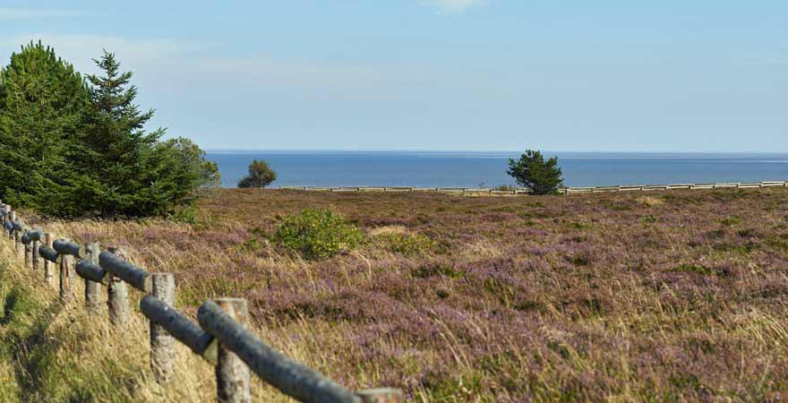 Baderuper Heide in Sylt