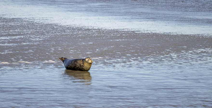 Robbe im Wattenmeer