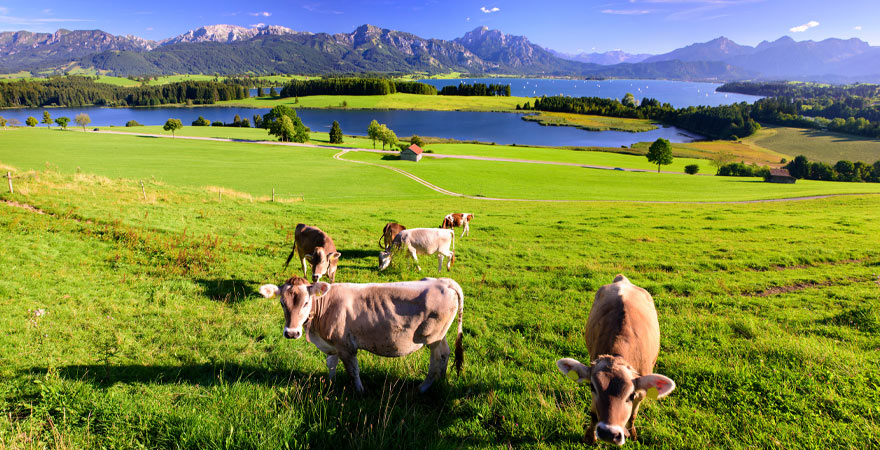 Forggensee im Allgäu