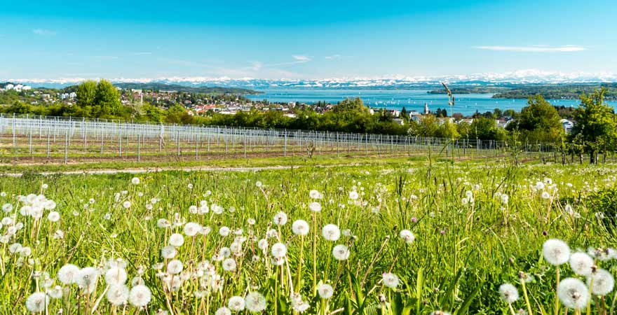 Bodensee im Frühling