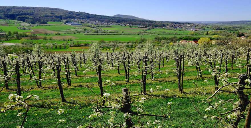 Kirschbaumblüte in der Fränkischen Schweiz bei Pretzfeld