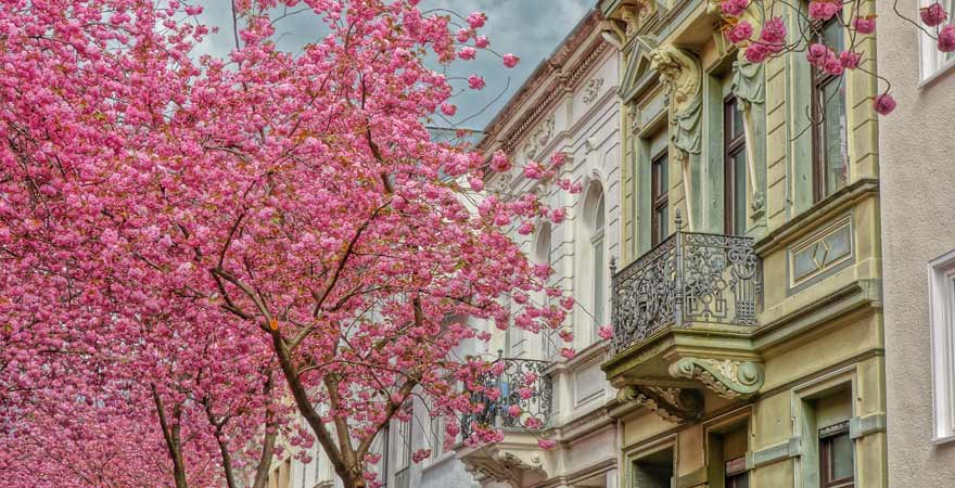 Kirschblüte in Bonn