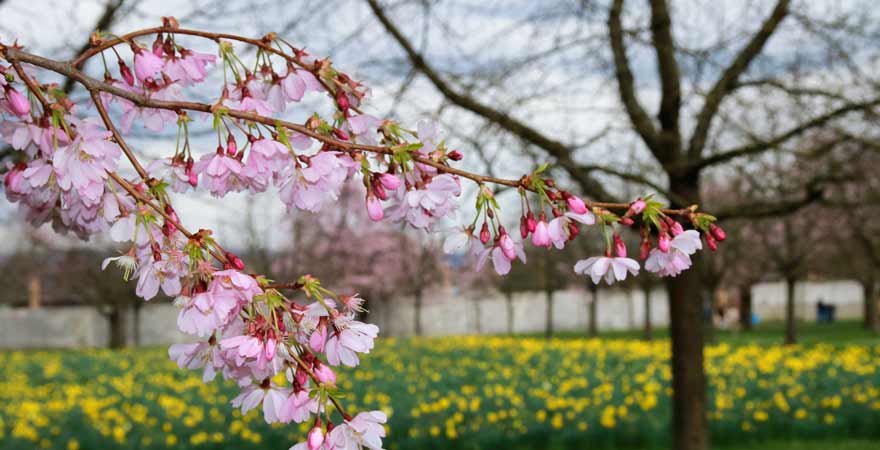 Kirschblüte in Schwetzingen