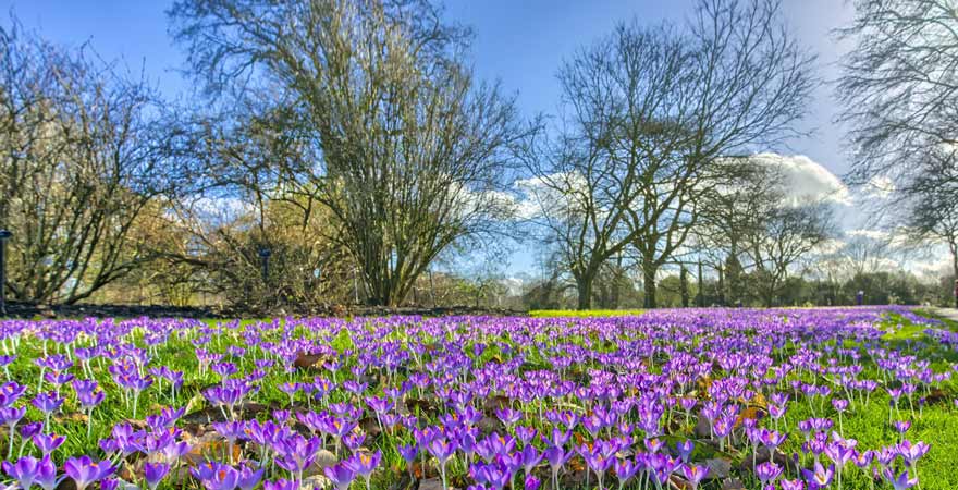 Krokusse im Park