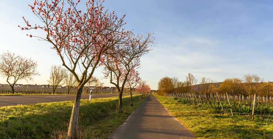 Mandelblüte entlang der Weinstraße