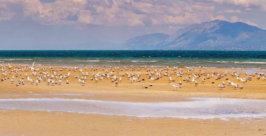 Möven am Strand auf Ammouliani