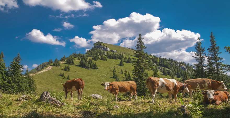 Kühe in den bayrischen Alpen